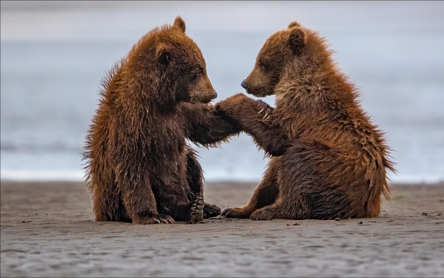 Два маленьких бурых медвежонка на мокром песке