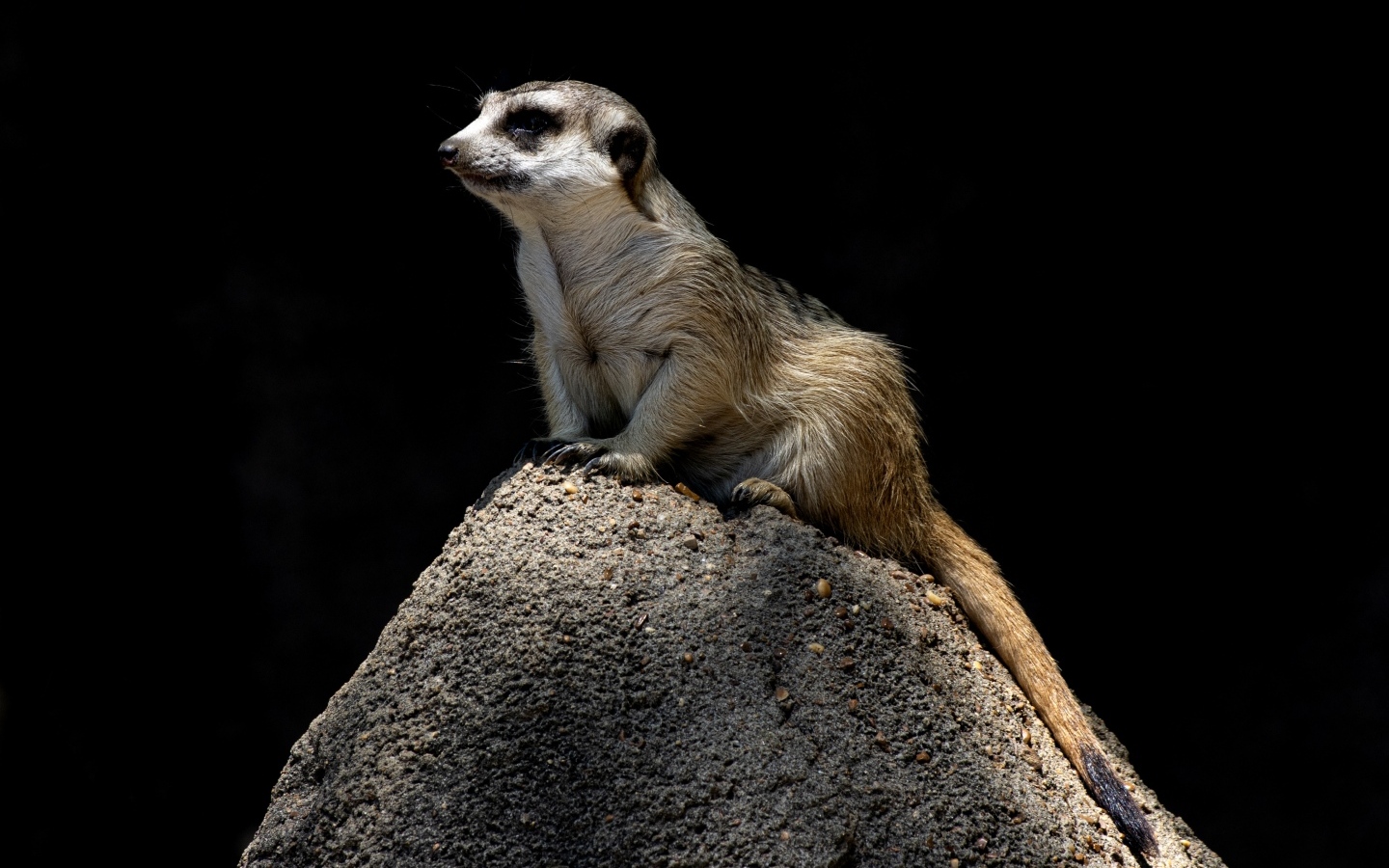 Маленький сурикат сидит на камне на черном фоне