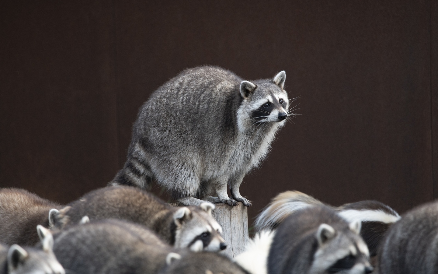 Много милых серых енотов