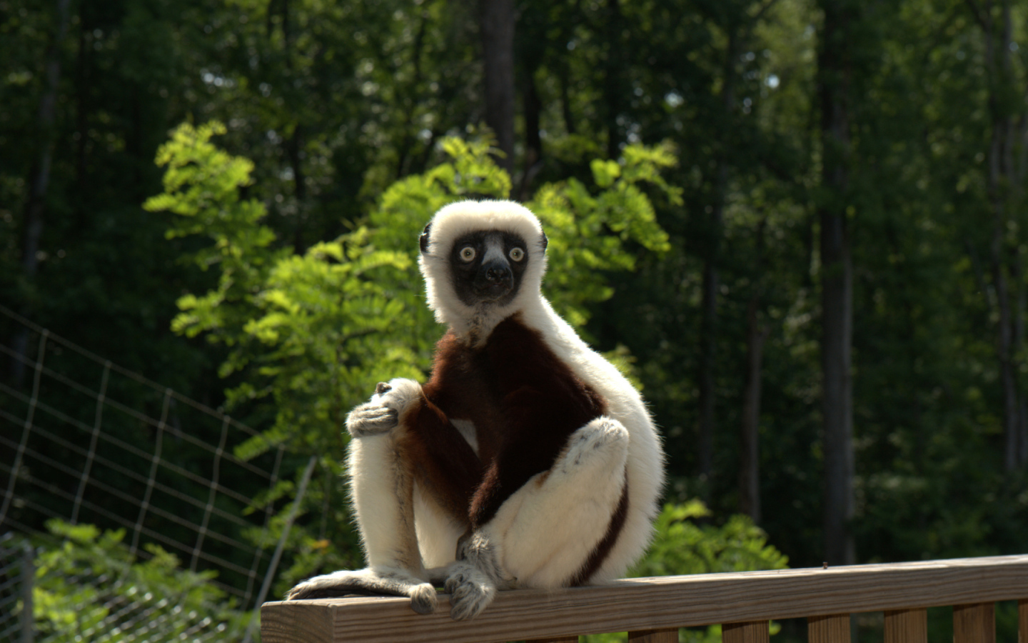 Лемур сифака в зоопарке 