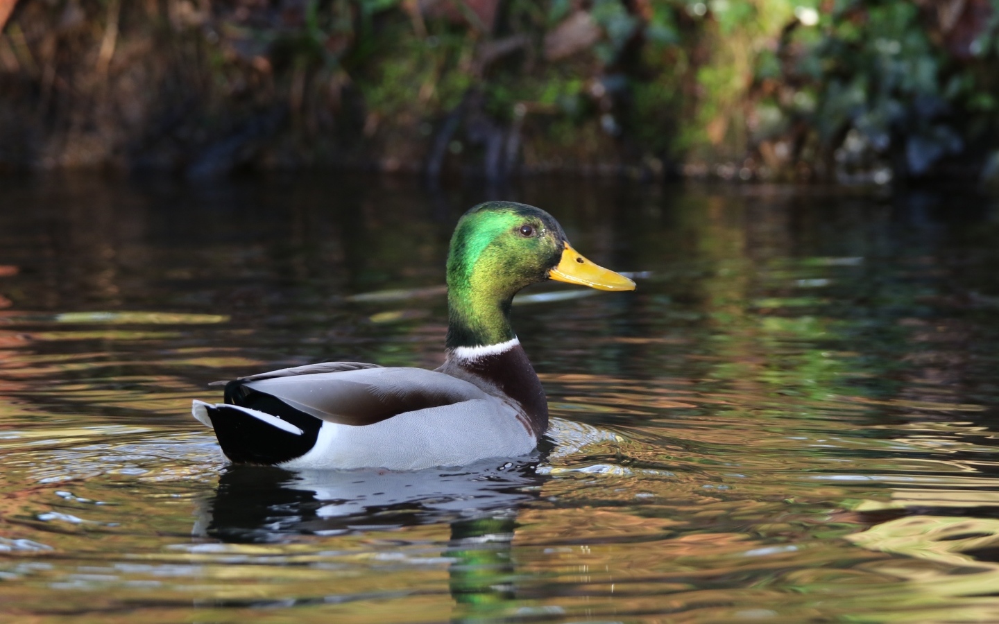 Красивый селезень плавает в воде