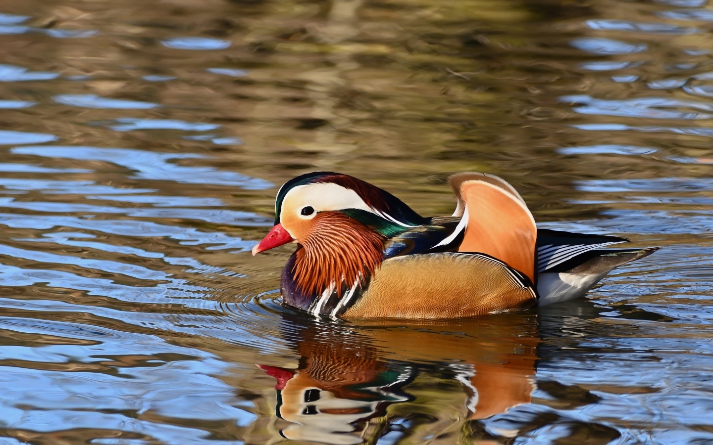 Разноцветная утка мандаринка плавает в воде