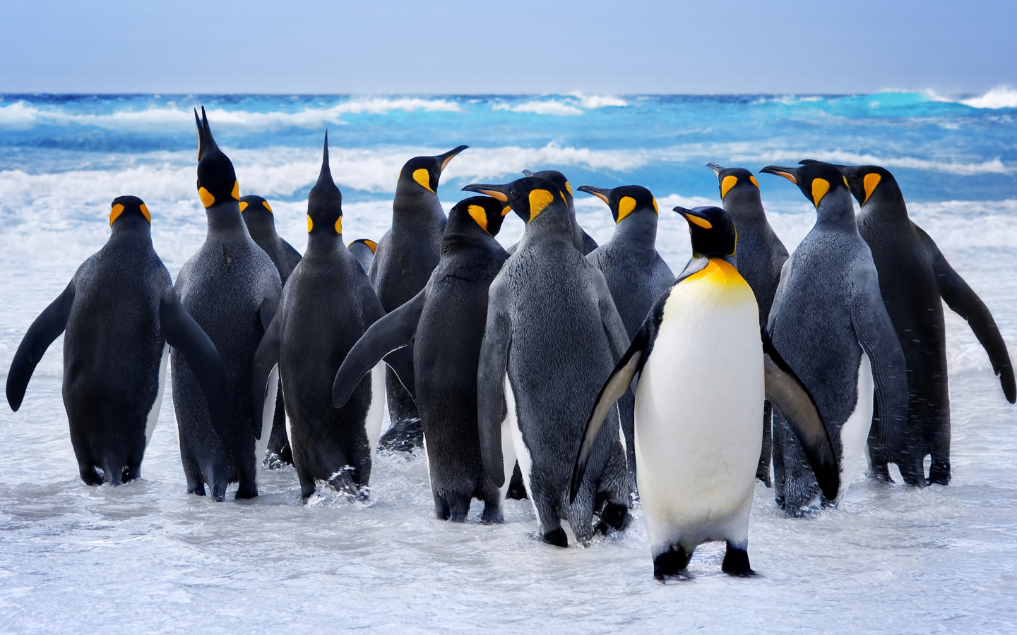 Стая пингвинов на льду у моря