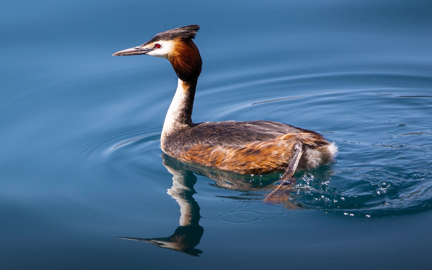 Птица поганка с острым клювом плавает в воде
