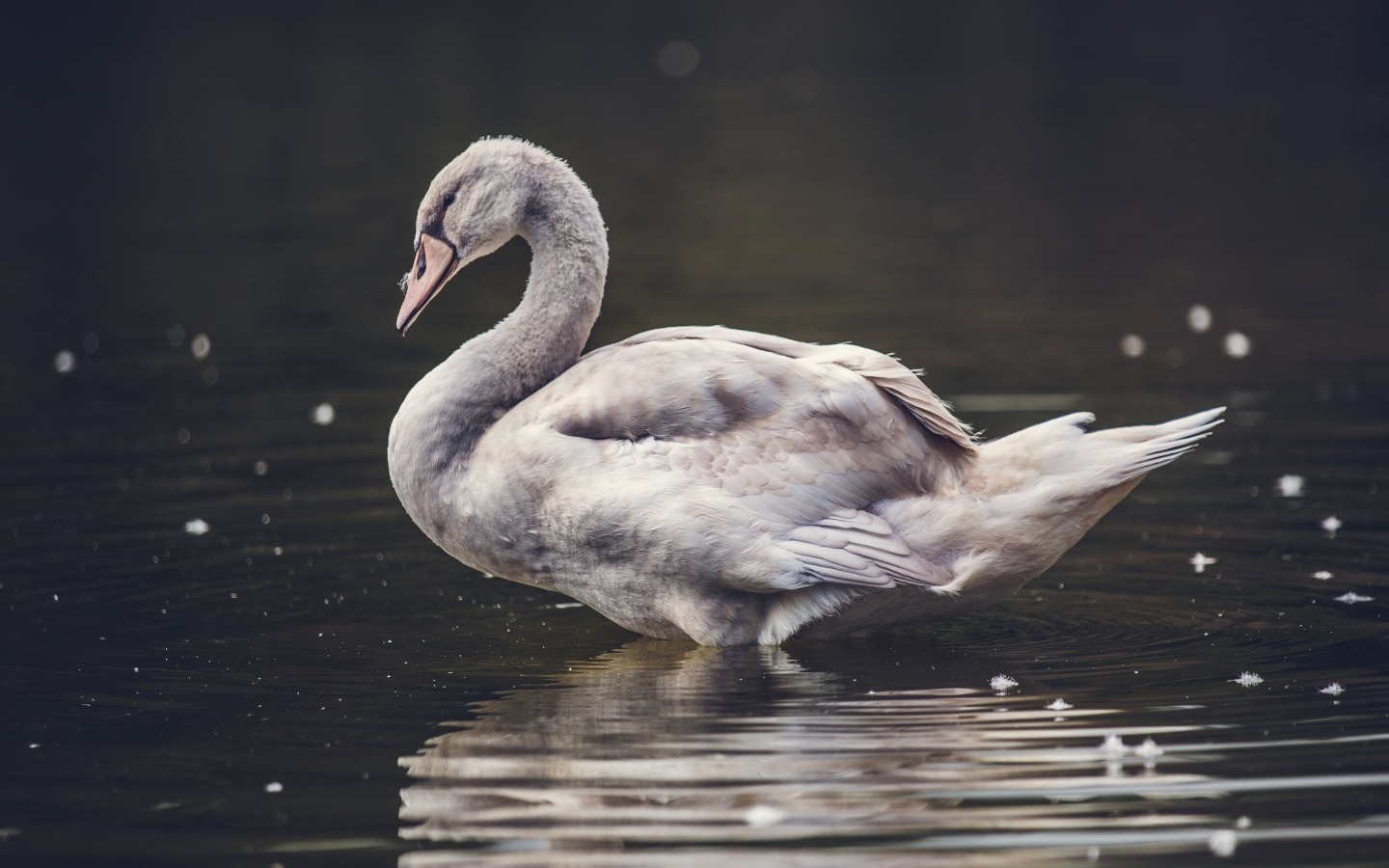 Большой серый гусь стоит в воде