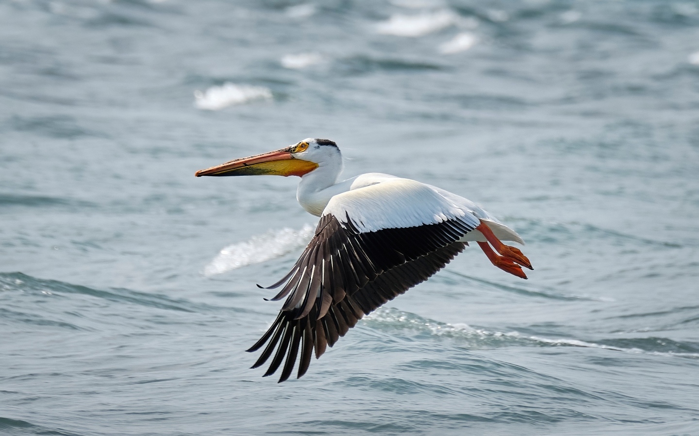 Большой пеликан летит над водой
