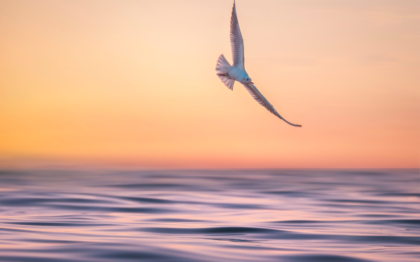 Чайка летает над спокойным морем