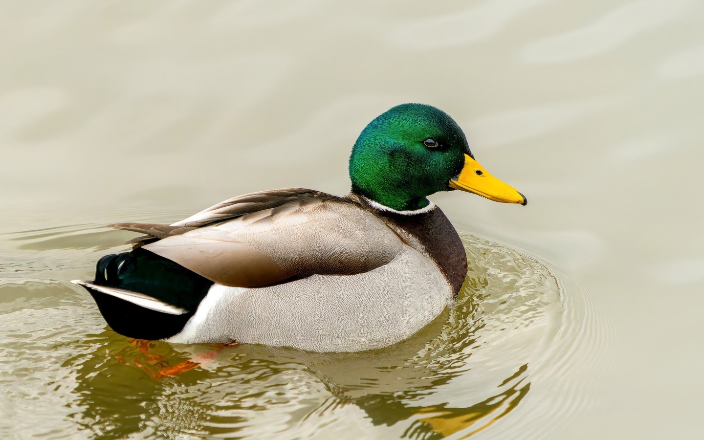 Дикий селезень с зеленой головой плавает в воде