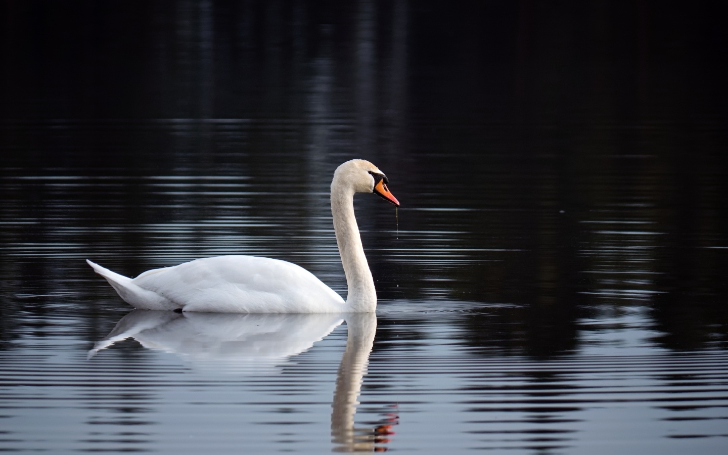 Красивый белый лебедь отражается в воде