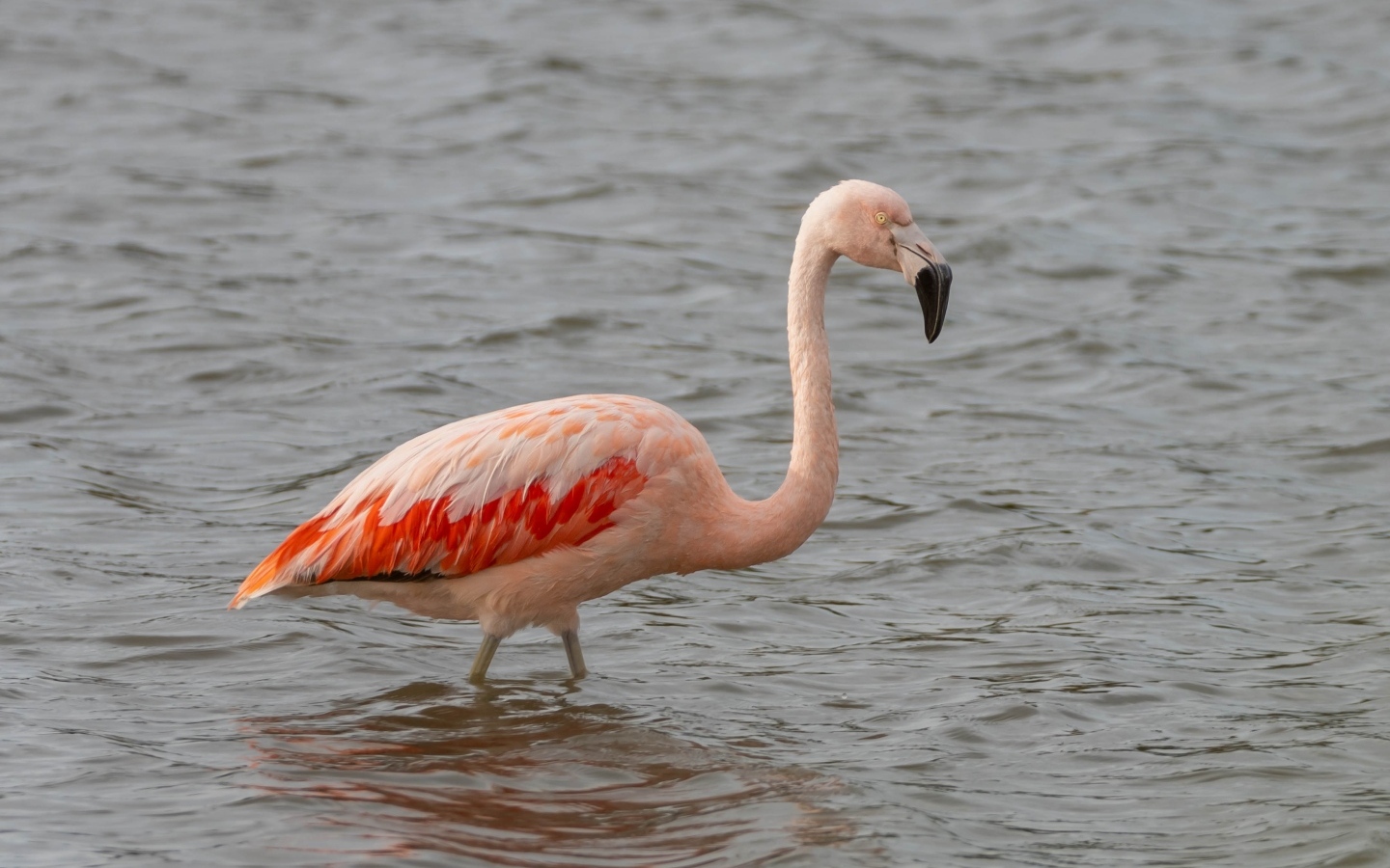 Большой розовый фламинго в воде
