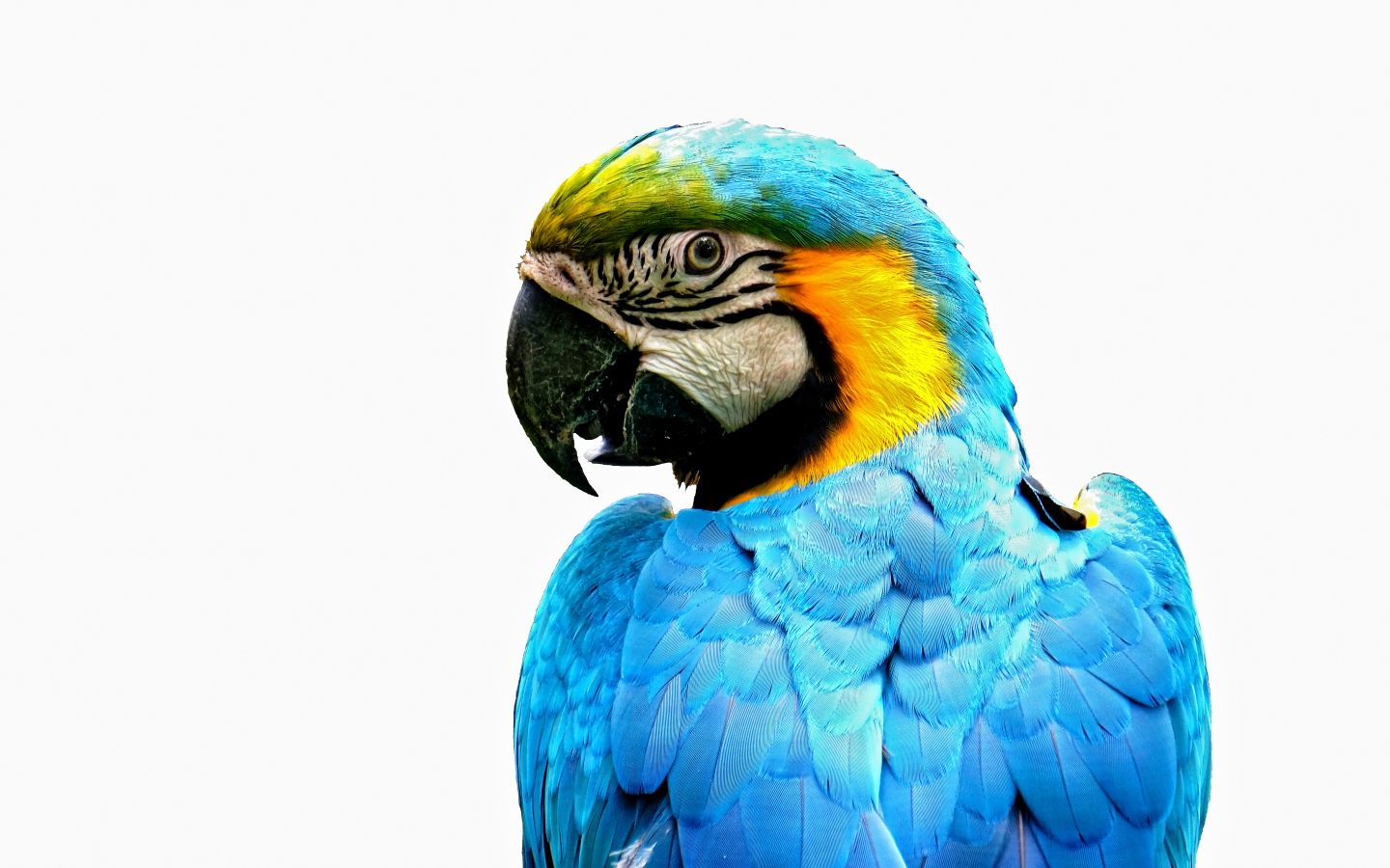 Голубой попугай ара крупным планом на белом фоне
