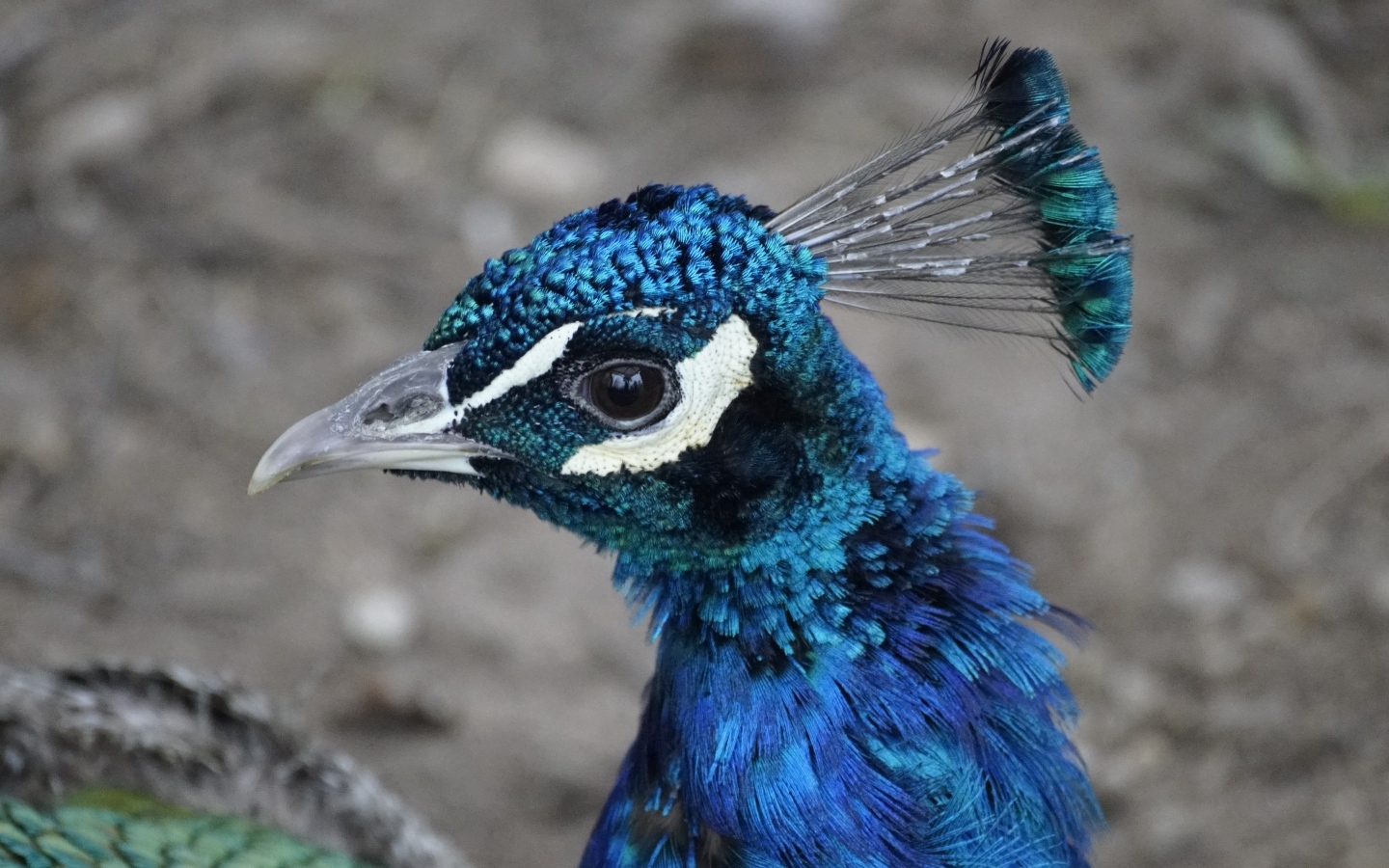 Синяя голова павлина крупным планом