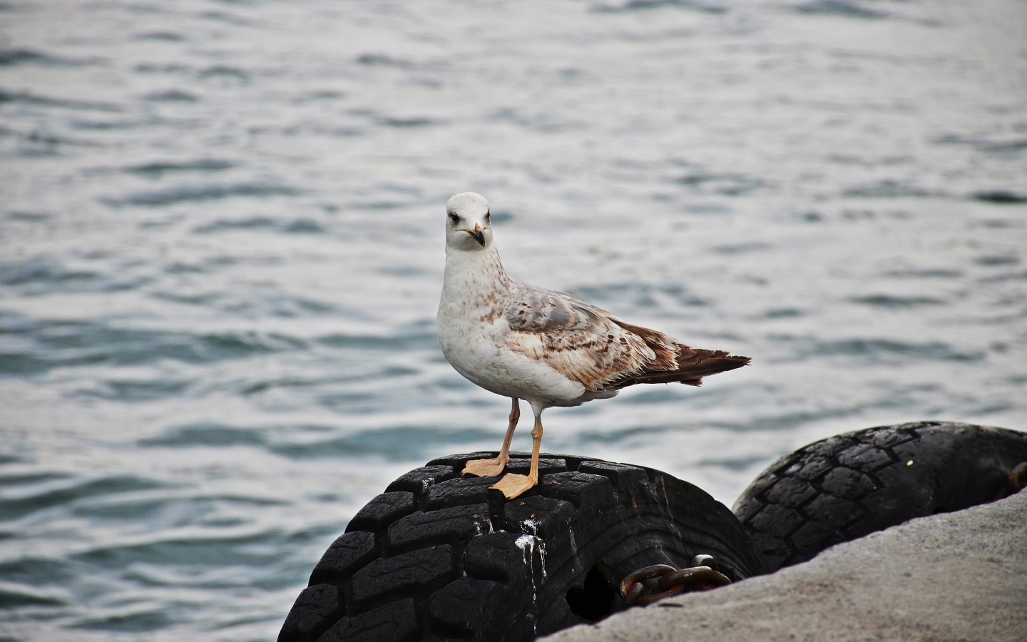 Коричневая чайка стоит у воды