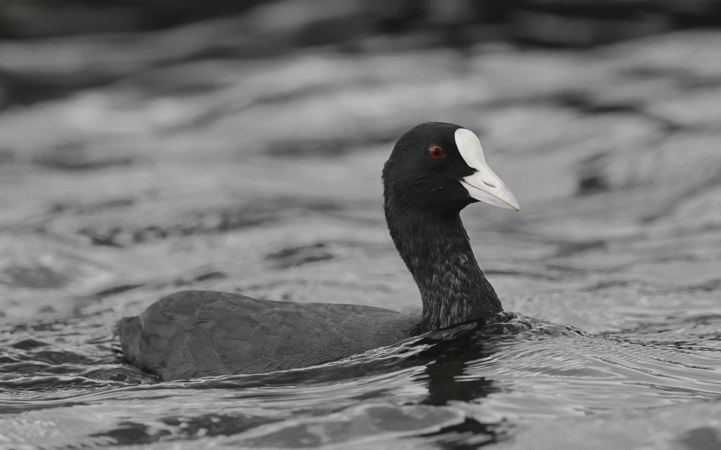 Птица лысуха плывет по воде