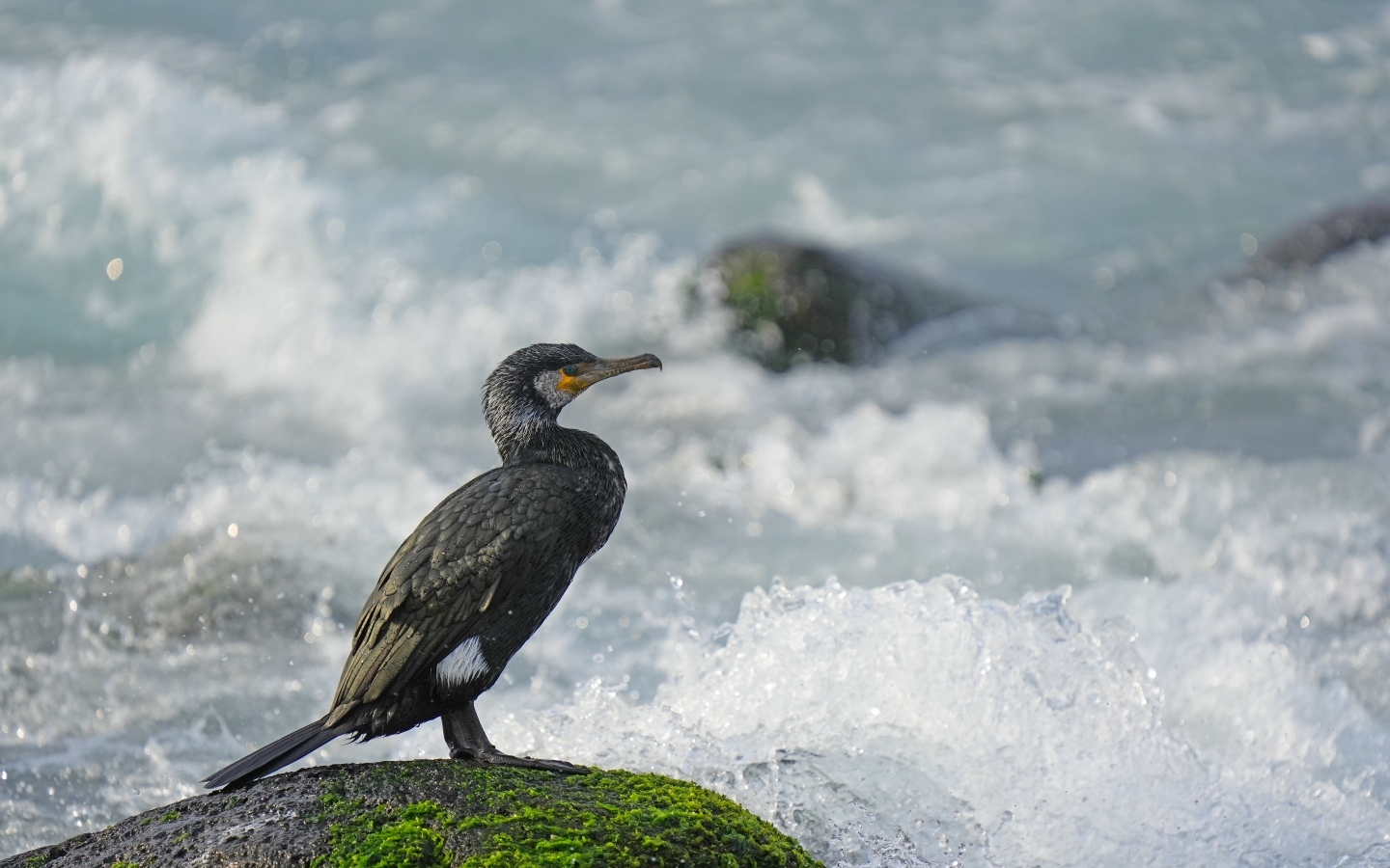 Баклан сидит на камне у бушующего моря