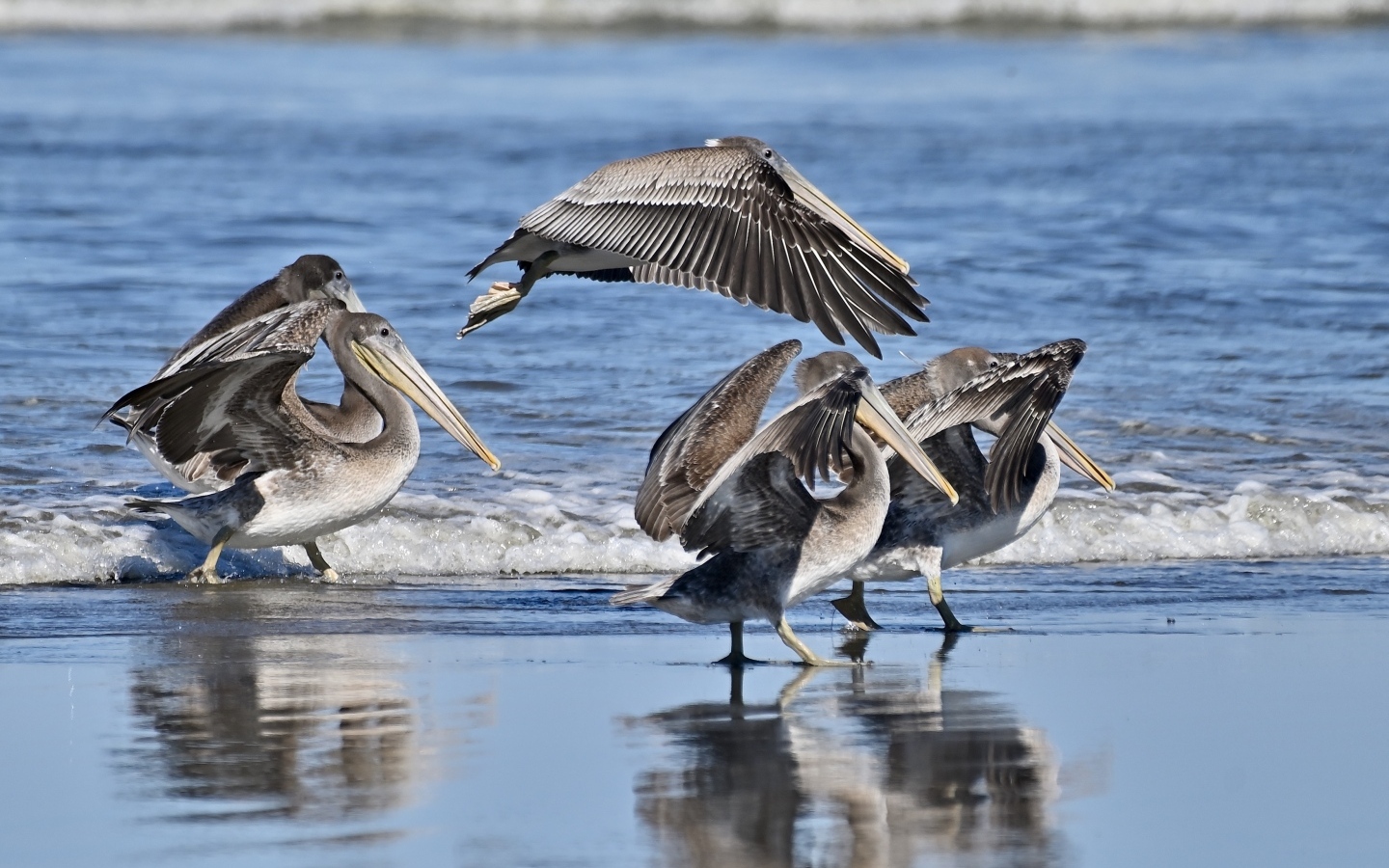 Серые пеликаны идут по мокрому песку