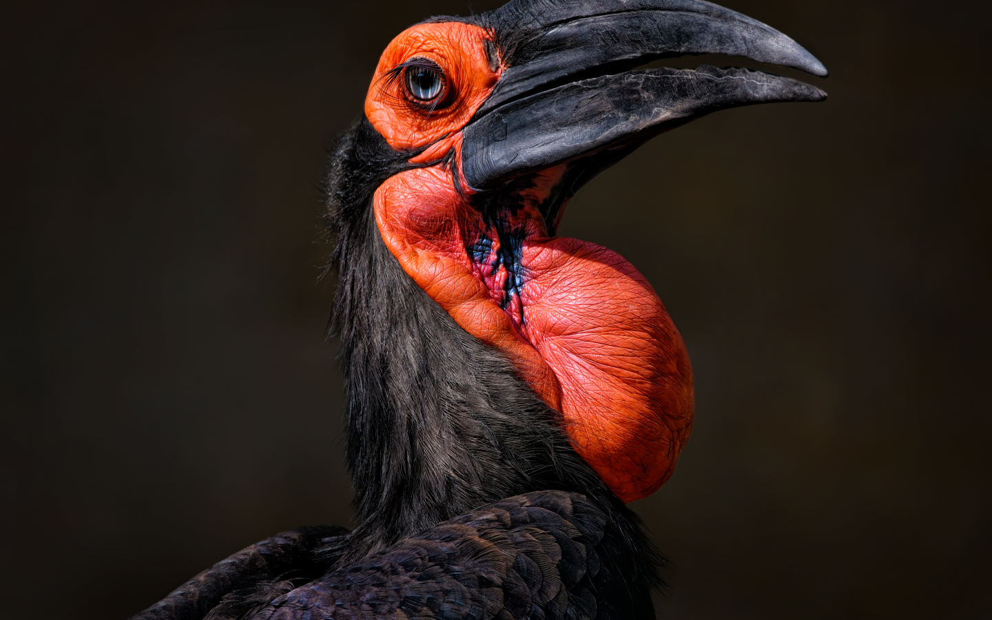 Большая птица калао на черном фоне