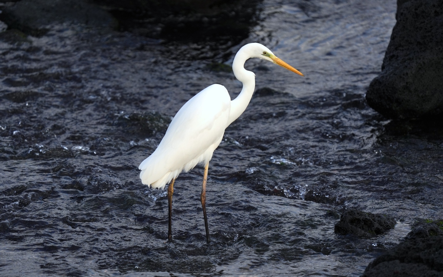 Большая белая цапля стоит в воде