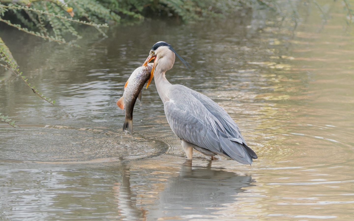 Большая серая цапля с рыбой в  клюве