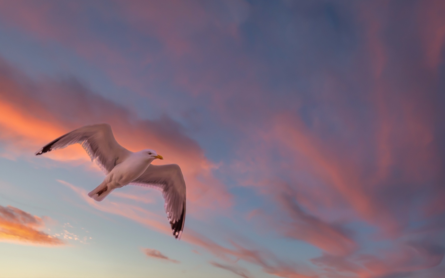 Большая белая чайка в небе на закате
