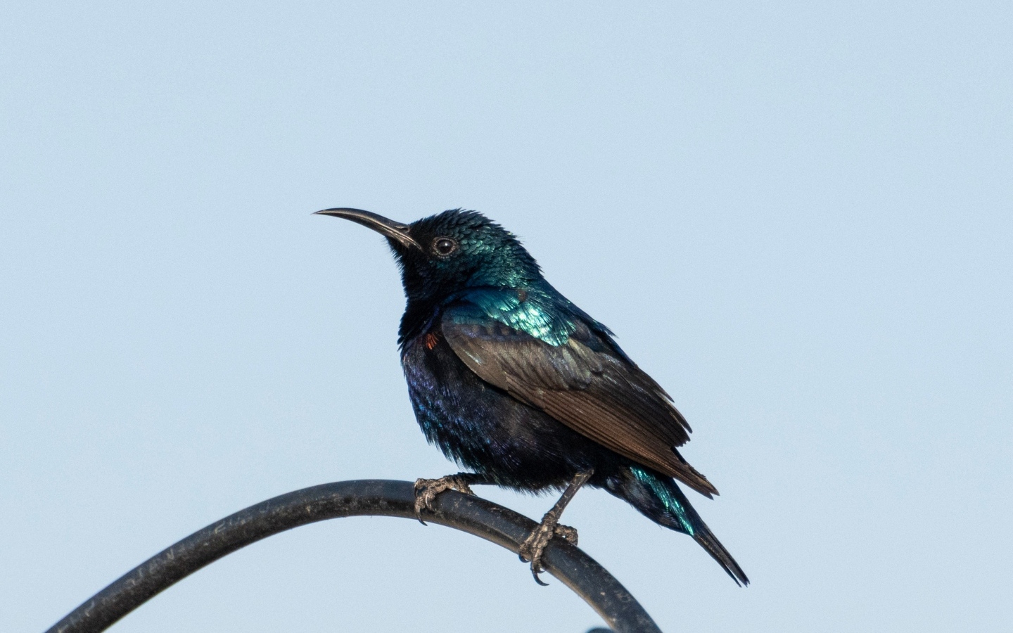 Маленький черный дрозд сидит на ветке 