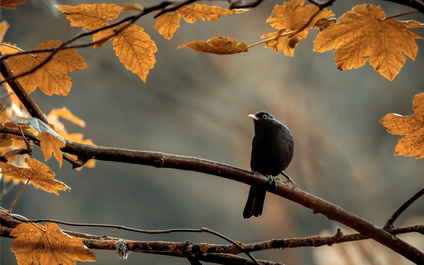 Маленький черный дрозд сидит на ветке дерева