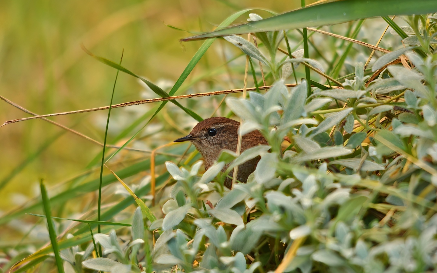 Маленькая иволга прячется в зеленых листьях