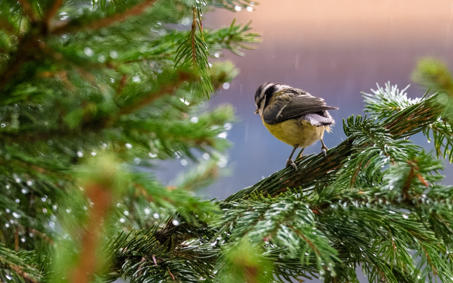 Маленькая синица сидит на еловой ветке под дождем