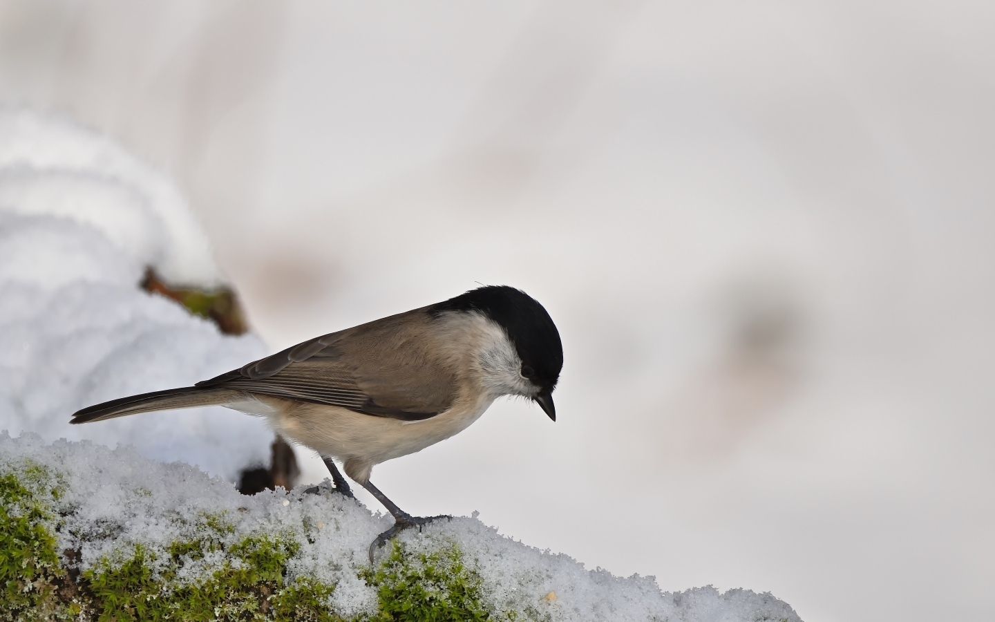 Маленькая синица стоит на белом снегу