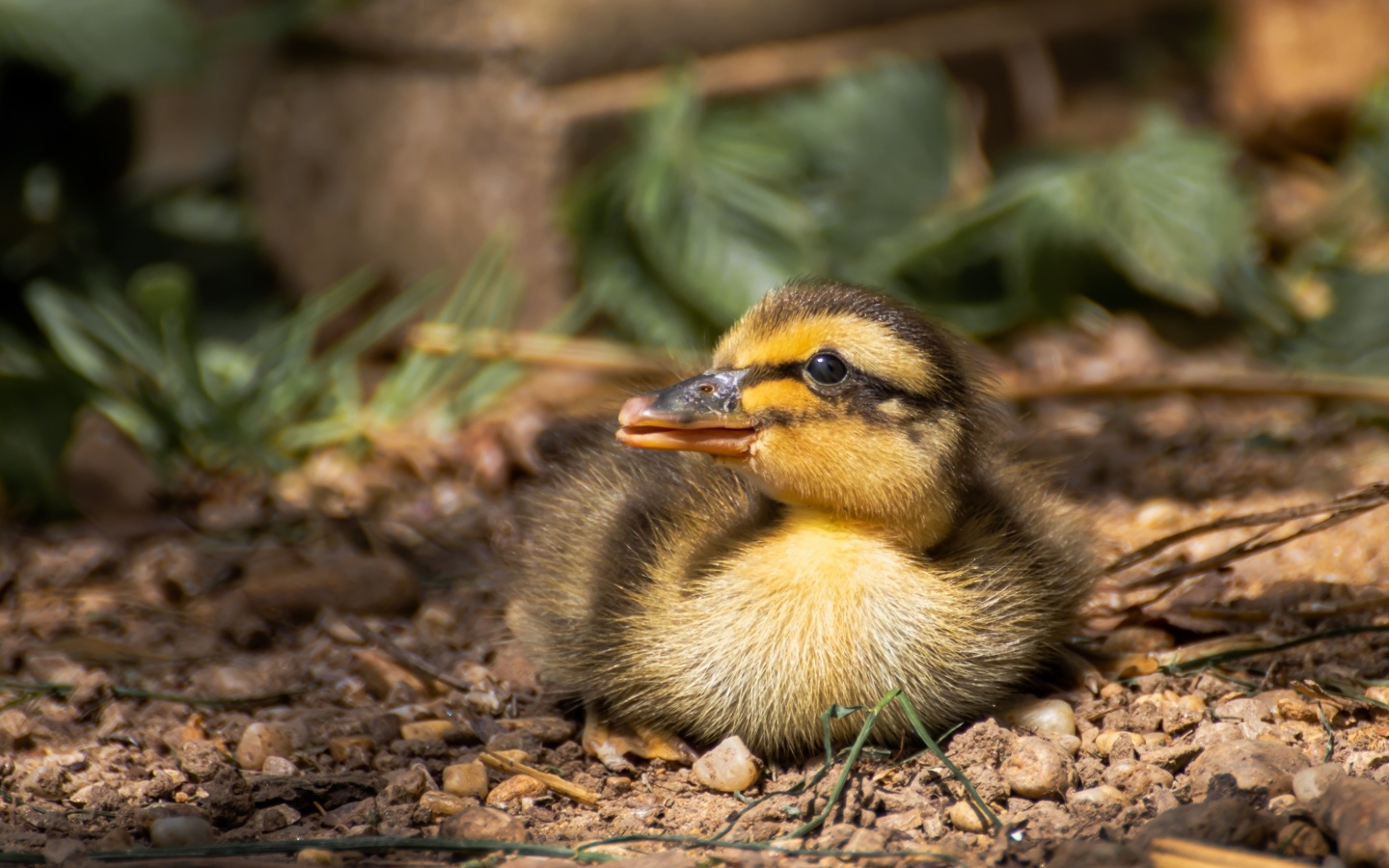 Маленький дикий утенок прячется в тени 