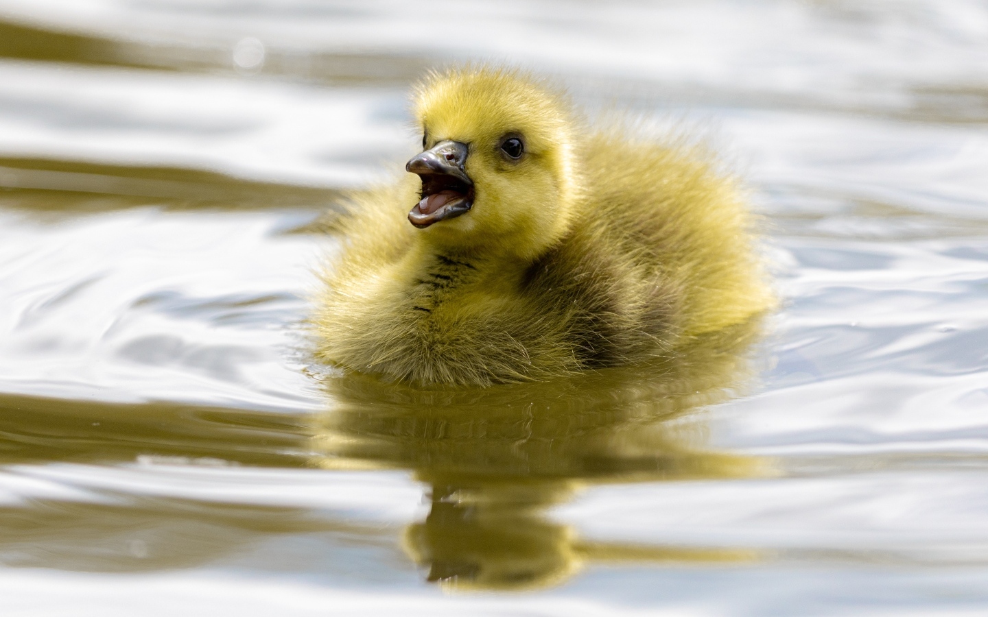 Маленький желтый утенок плавает в воде
