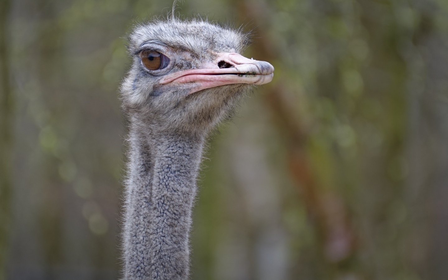 Голова страуса с розовым клювом