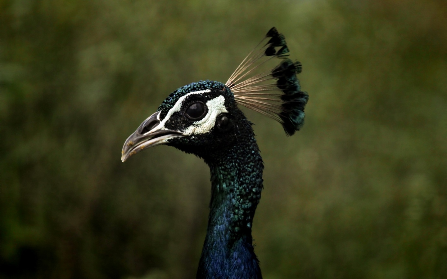 Голова павлина с длинной шеей крупным планом