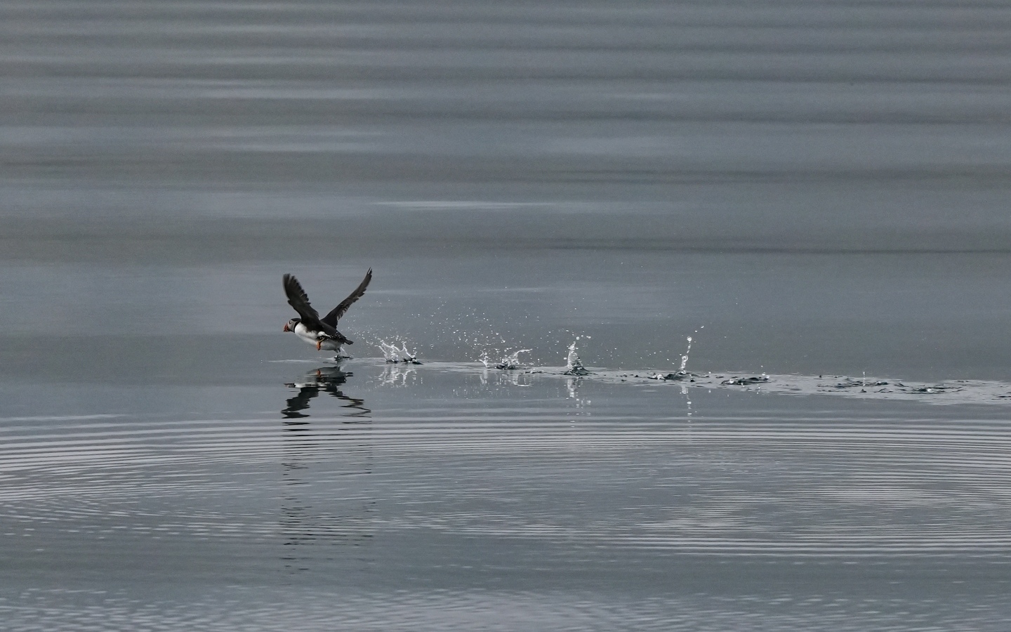 Птица тупик взлетает по воде