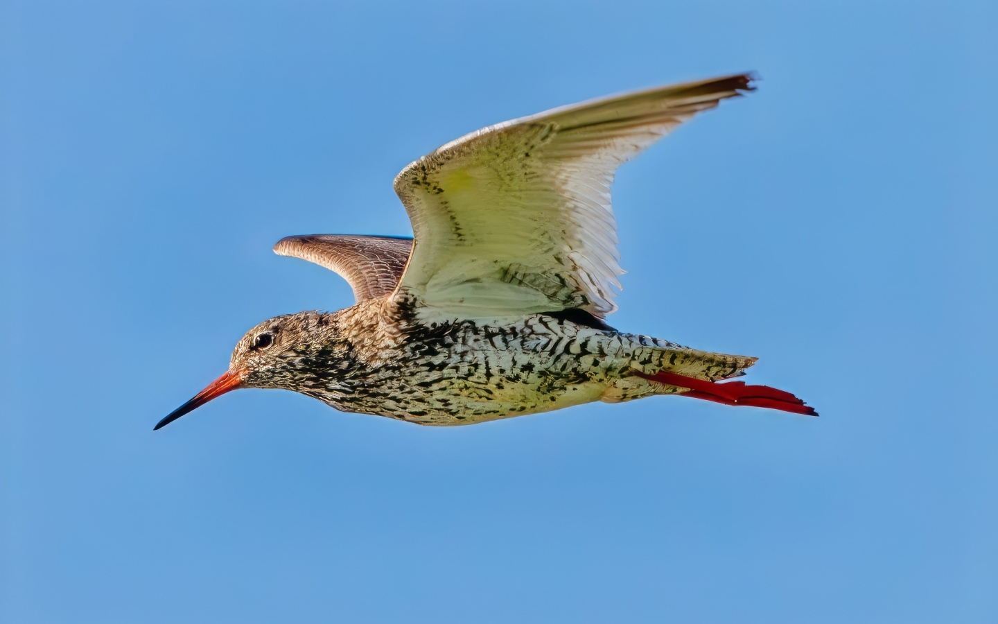 Птица красный стебель летит в небе