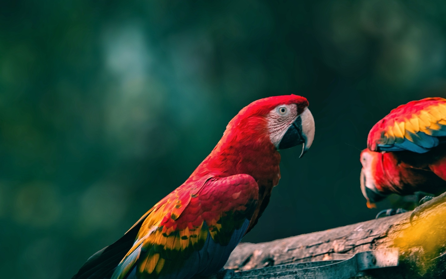 Попугаи алый ара на деревянной ветке