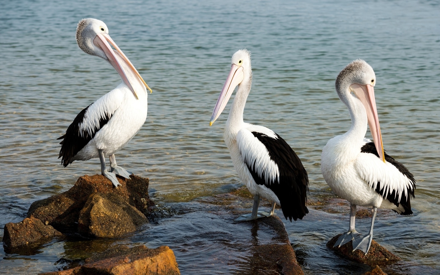 Три пеликана стоят на камнях у воды