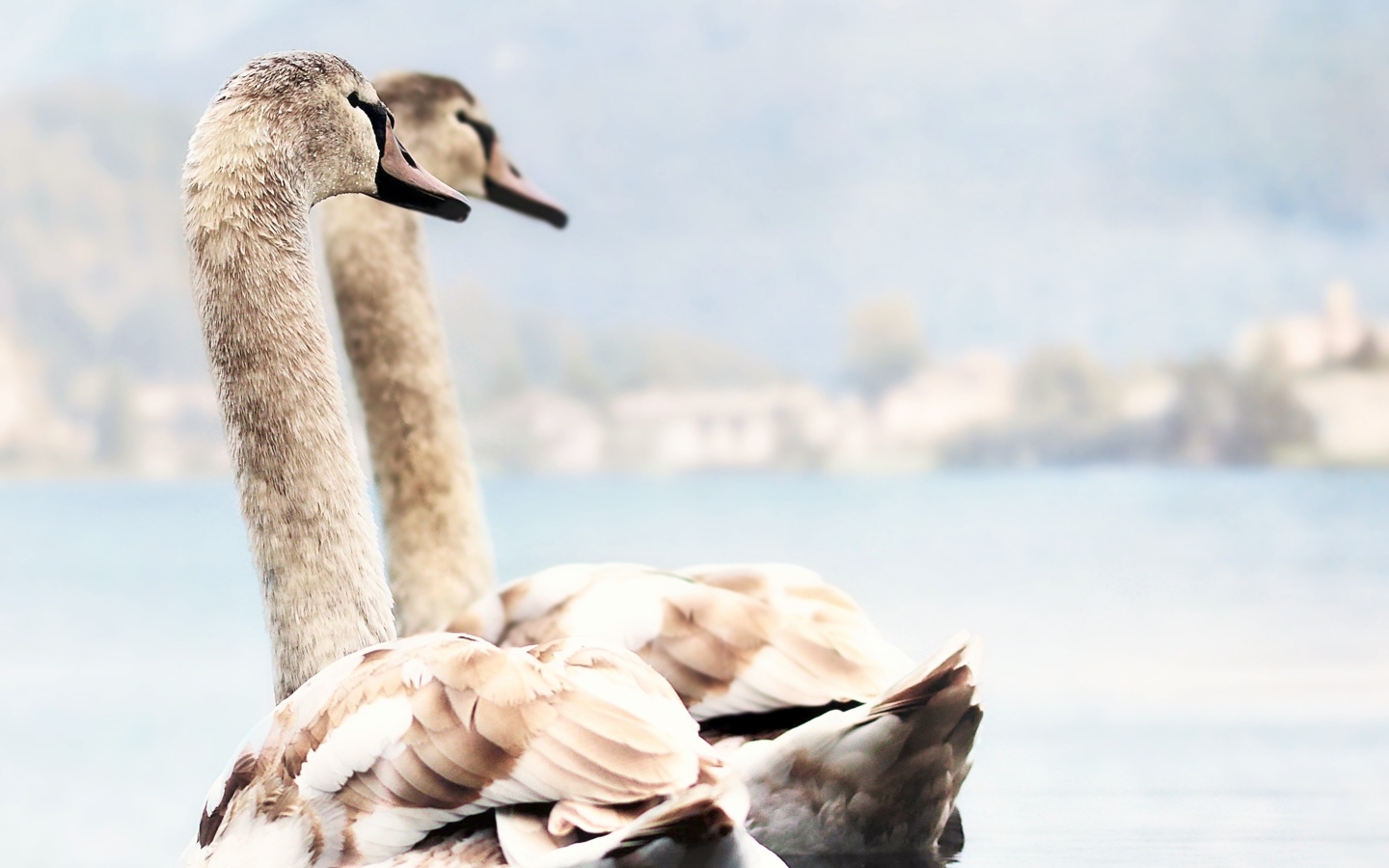 Два красивых лебедя плывут по воде