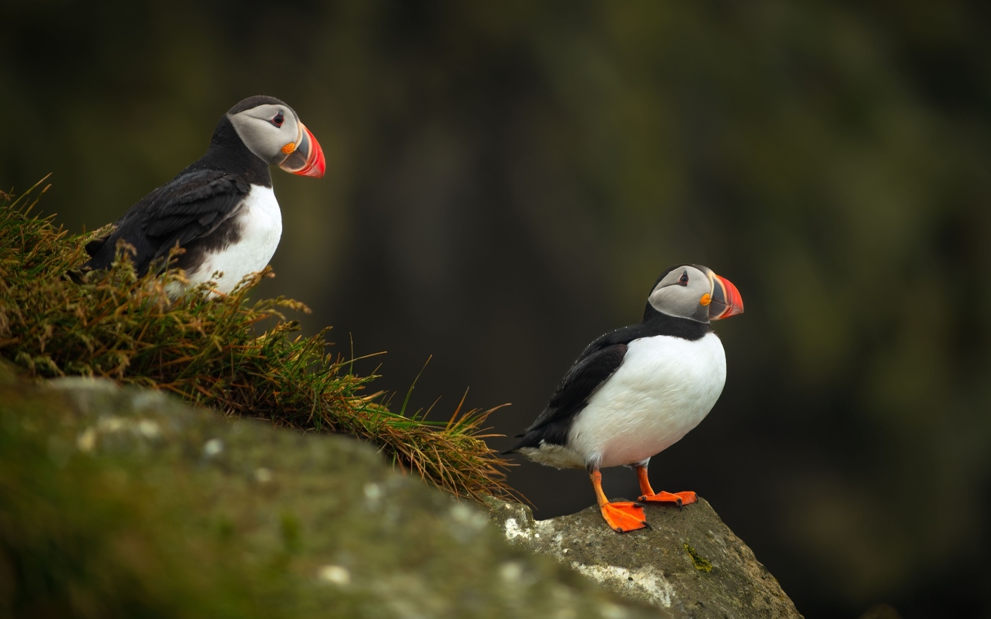 Две птицы тупики на камнях
