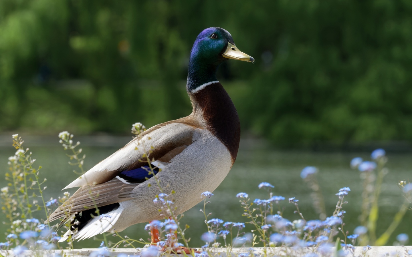 Дикий селезень стоит у воды летом