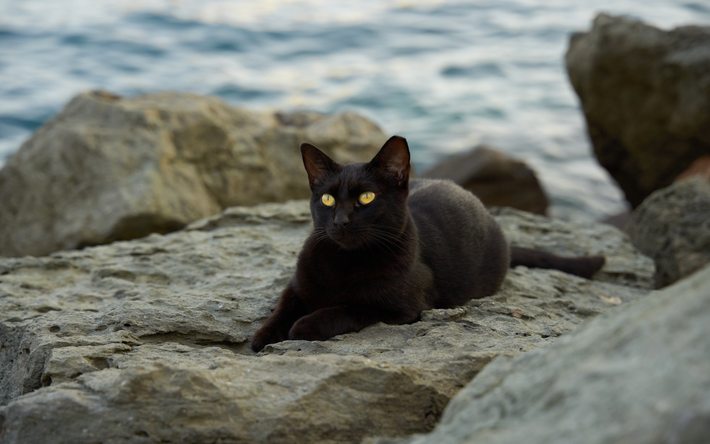 Черный кот лежит на камне у моря