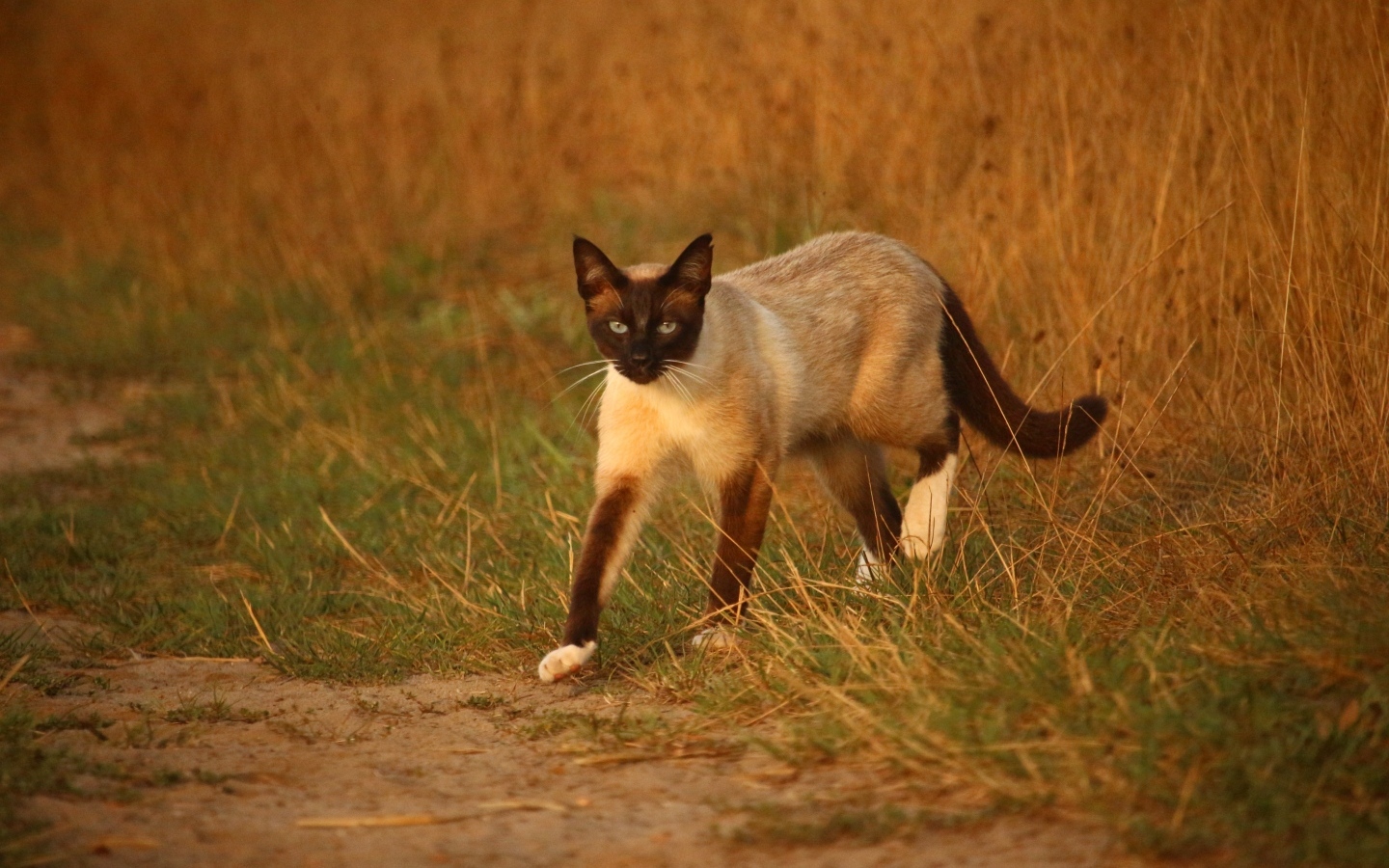Большой сиамский кот идет по траве