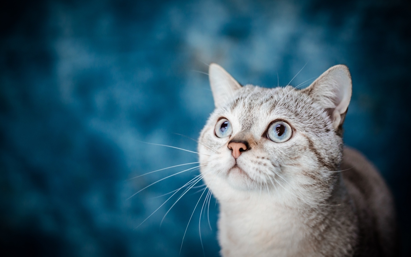 Красивая голубоглазая кошка на голубом фоне