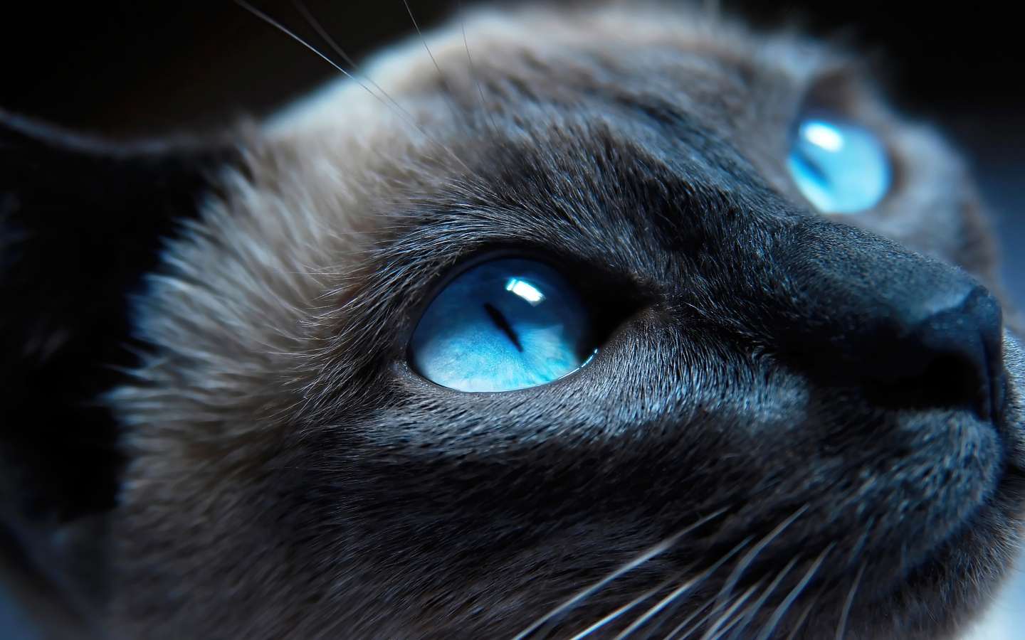 Красивые голубые глаза у сиамской кошки