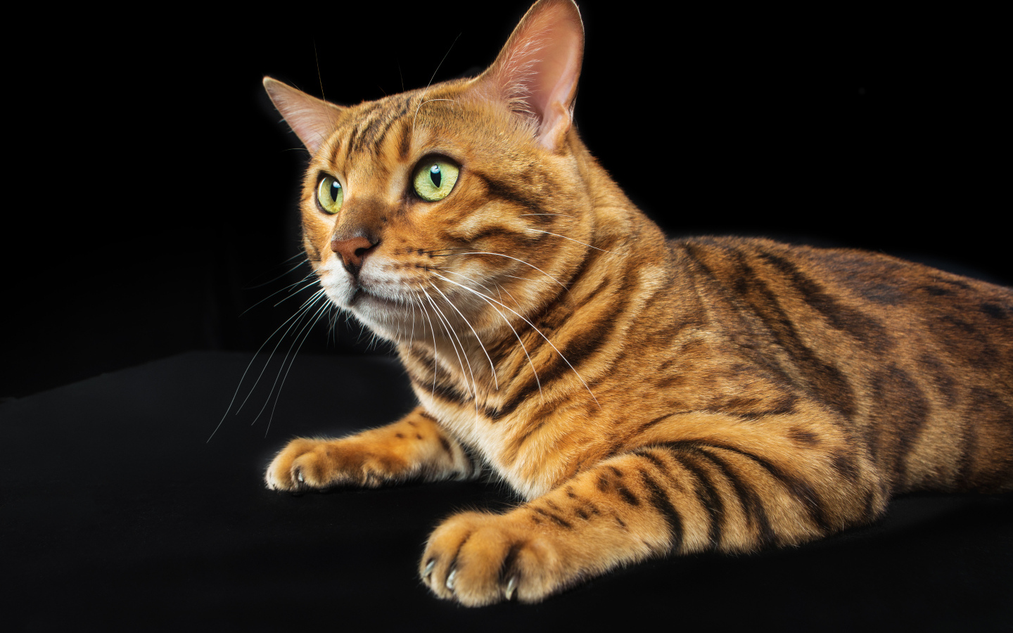 Bengal cat with green eyes on a black background