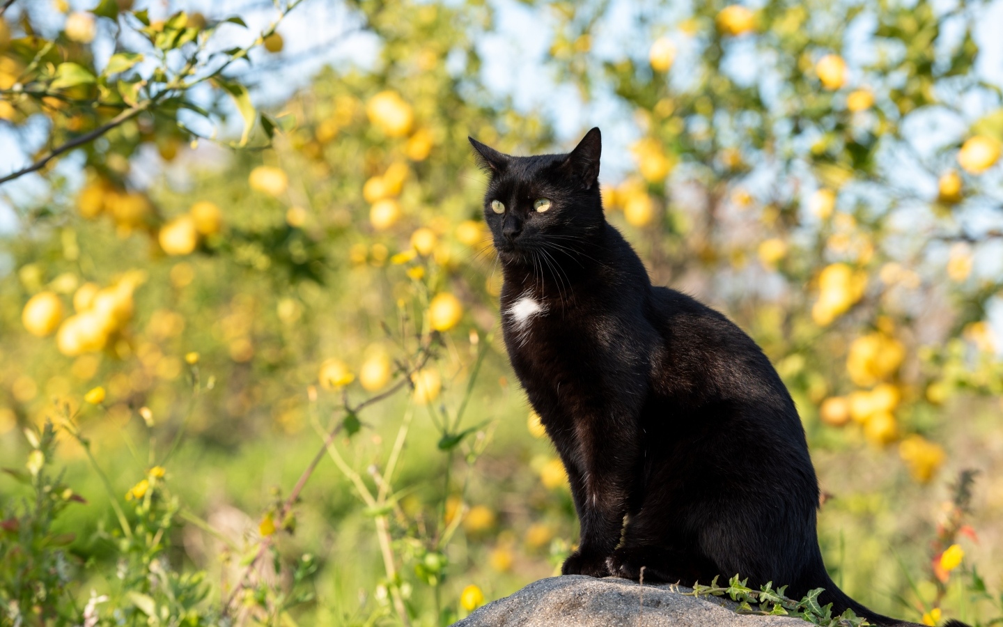 Большой черный кот сидит на камне в саду