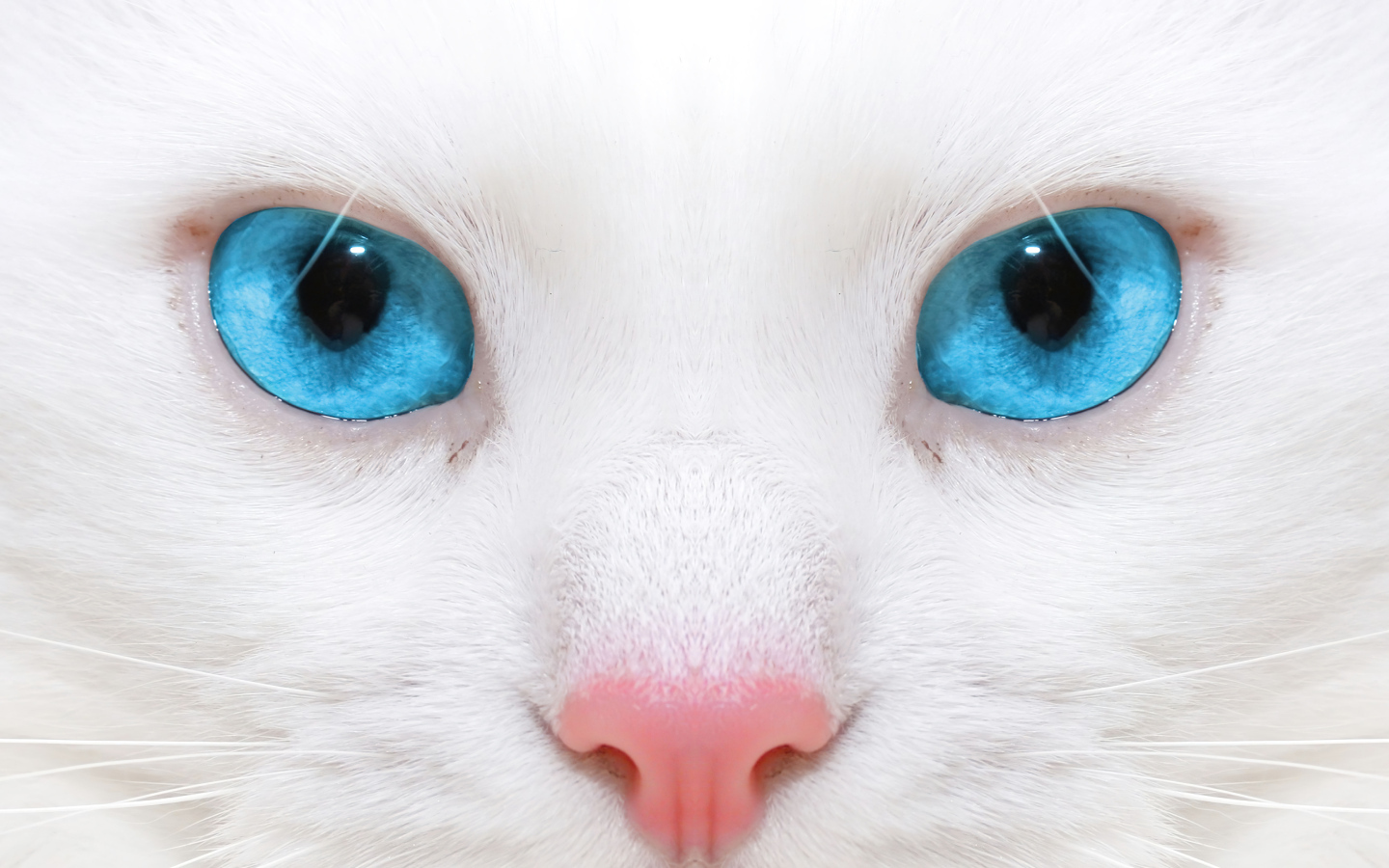 Голубоглазая кошка с розовым носом
