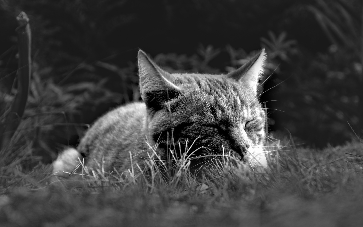 Кот спит в зеленой траве