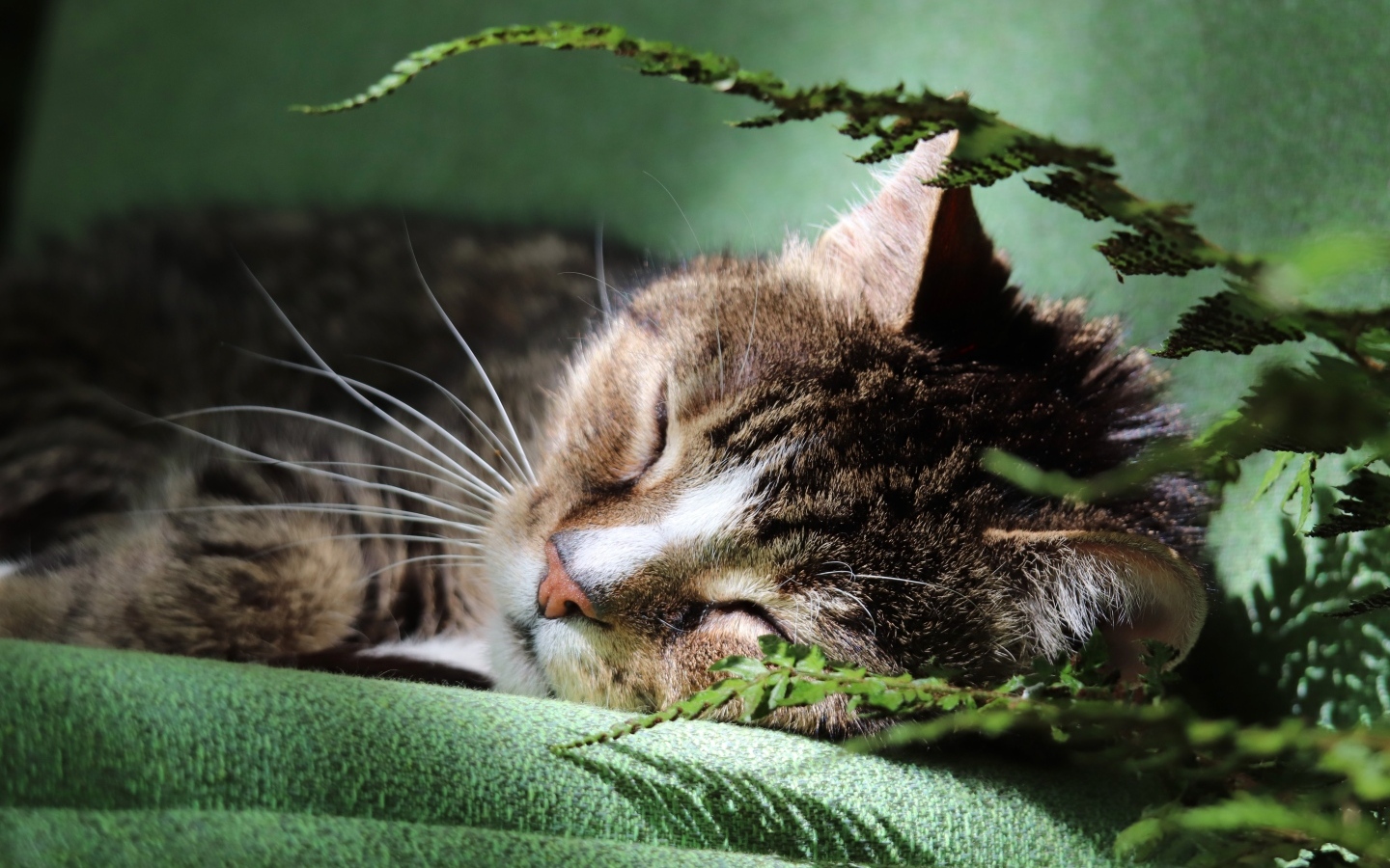 Милый кот спит на кровати у цветка