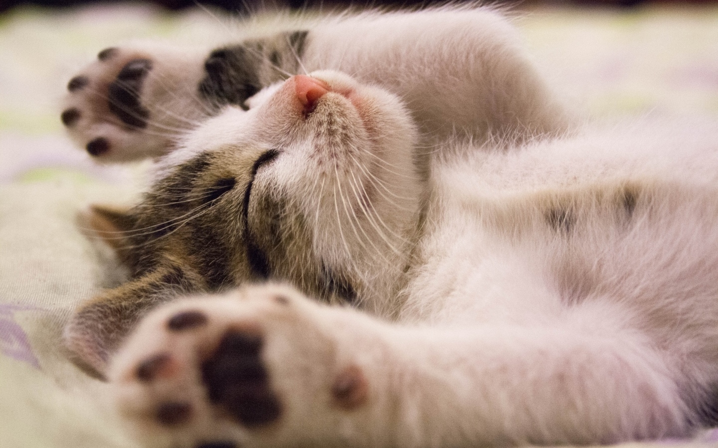 Милый спящий котенок с поднятыми лапами